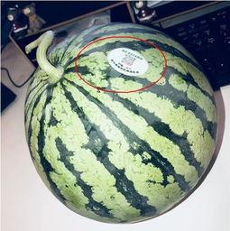 珠海网红吃瓜,幕后故事与热门话题盘点 第1张 珠海网红吃瓜,幕后故事与热门话题盘点 第1张